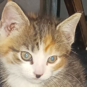 Meet your Posher, Charles